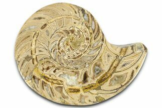 Cut & Polished Jurassic Nautilus Fossil (Half) - Madagascar #365538