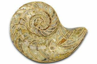 Cut & Polished Jurassic Nautilus Fossil (Half) - Madagascar #365541