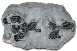 Impressive Cyphaspis Trilobite Cluster - Mrakib, Morocco #365711