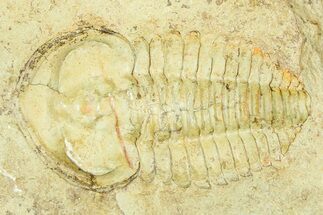 Fallotaspid (Daguinaspis) Trilobite - Tazemmourt, Morocco #365725