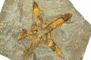 Echinoderm Fossils For Sale