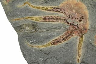 Echinoderm Fossils For Sale