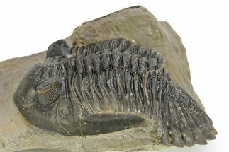 Detailed Hollardops Trilobite - Foum Zguid, Morocco #363169