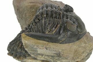 Detailed Hollardops Trilobite - Foum Zguid, Morocco #363172