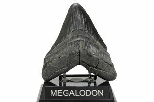Fossil Shark Teeth For Sale
