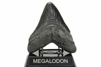 Fossil Megalodon Tooth - South Carolina #365733