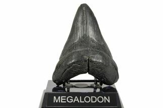 Fossil Megalodon Tooth - South Carolina #365745