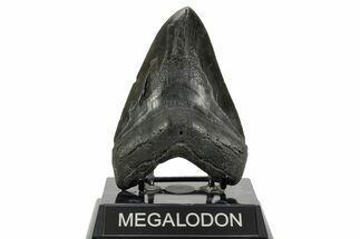 Fossil Megalodon Tooth - South Carolina #365756