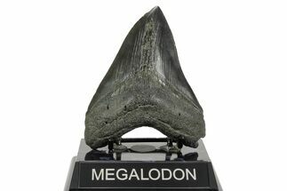 Fossil Megalodon Tooth - South Carolina #365761