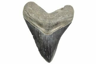 Serrated, Fossil Megalodon Tooth - South Carolina #365764