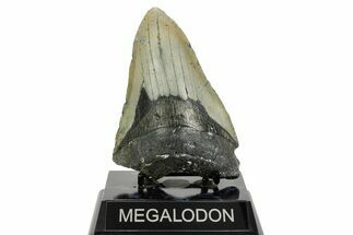 Bargain, Fossil Megalodon Tooth - North Carolina #365985