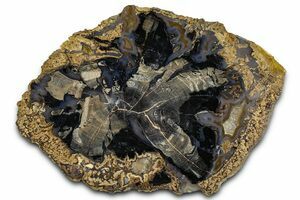 Agatized Blue Forest Petrified Wood Limb Section (#9243) For Sale