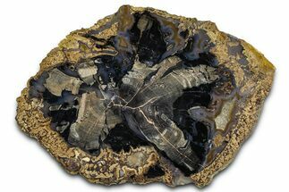 Petrified Wood (Schinoxylon) Round - Blue Forest, Wyoming #365859