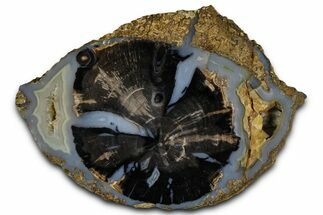 Petrified Wood (Schinoxylon) Round - Blue Forest, Wyoming #365862