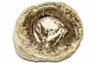 Polished Fossil Stromatolite Colony on Petrified Wood - Utah #365903