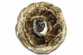 Polished Fossil Stromatolite Colony on Petrified Wood - Utah #365904