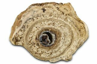 Polished Fossil Stromatolite Colony on Petrified Wood - Utah #365906