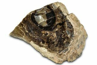 Polished Fossil Stromatolite Colony on Petrified Wood - Utah #365913