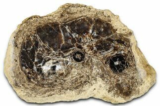 Polished Fossil Stromatolite Colony on Petrified Wood - Utah #365924
