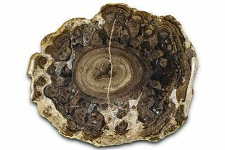 Polished Fossil Stromatolite Colony - Utah #365937