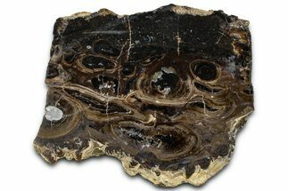 Polished Fossil Stromatolite Colony on Petrified Reed - Utah #365968