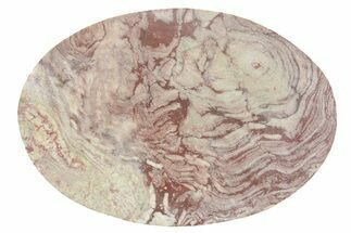 Polished Neoproterozoic Stromatolite (Conophyton) Slab #365852