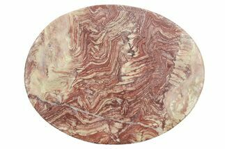 Polished Neoproterozoic Stromatolite (Conophyton) Slab #365853
