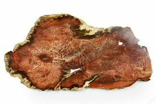 Colorful, Polished Petrified Wood Slab - Cherry Creek, NV #365982