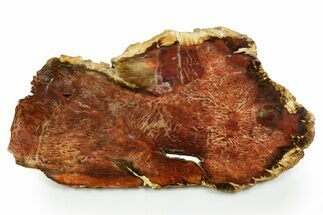 Colorful, Polished Petrified Wood Slab - Cherry Creek, NV #365987