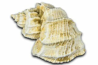 Miocene Fossil Nutmeg Snail (Trigonostoma) Shell - France #365472