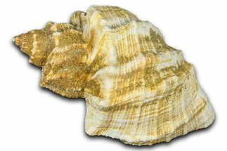 Miocene Fossil Nutmeg Snail (Trigonostoma) Shell - France #365478