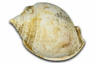 Miocene Fossil Sea Snail (Semicassis) Shell - France #365493