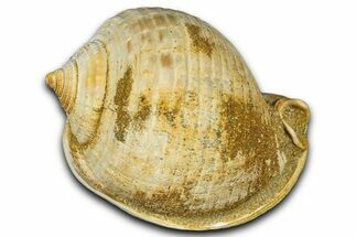 Miocene Fossil Sea Snail (Semicassis) Shell - France #365495