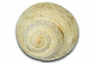 Miocene Fossil Sea Snail (Oxystella) Shell - France #365570
