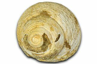 Miocene Fossil Sea Snail (Oxystella) Shell - France #365573
