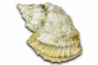 Miocene Fossil Nutmeg Snail (Trigonostoma) Shell - France #365580