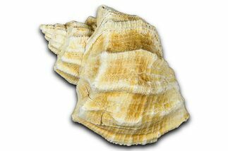 Miocene Fossil Nutmeg Snail (Trigonostoma) Shell - France #365581