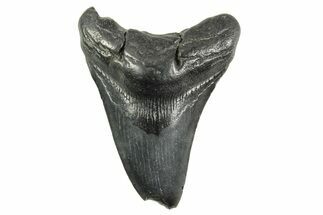 Fossil Megalodon Tooth - South Carolina #365780