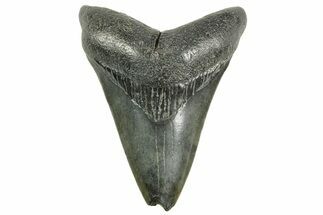 Fossil Megalodon Tooth - South Carolina #365782