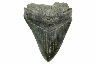 Bargain, Fossil Megalodon Tooth - South Carolina #365784
