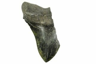 Partial Fossil Megalodon Tooth - South Carolina #365810