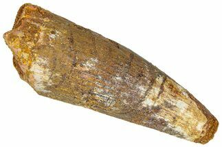 Fossil Spinosaurus Tooth - Feeding Worn Tip #365613