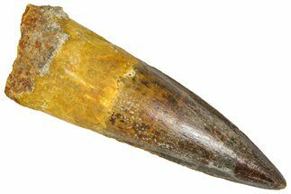 Fossil Spinosaurus Tooth - Real Dinosaur Tooth #365619