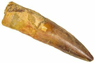Fossil Spinosaurus Tooth - Real Dinosaur Tooth #365622
