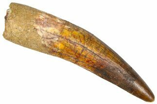 Fossil Spinosaurus Tooth - Composite Tip #365628