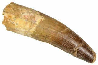 Fossil Spinosaurus Tooth - Real Dinosaur Tooth #365647