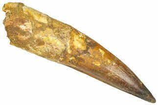 Huge Real Fossil Spinosaurus Tooth - Composite Tip #365668