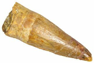 Fossil Spinosaurus Tooth - Real Dinosaur Tooth #366466