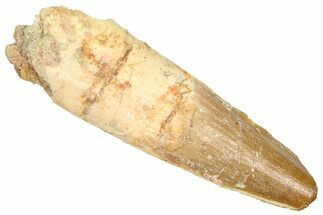 Fossil Spinosaurus Tooth - Real Dinosaur Tooth #366469