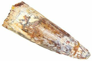 Fossil Spinosaurus Tooth - Real Dinosaur Tooth #366472